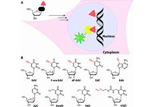 “非凡的”促腦肽——MIT科學家發現逆轉阿爾茨海默病的方法