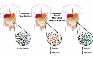 科學家們發現了可以減少抗生素對腸道細菌有害副作用的化合物