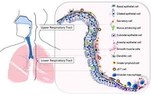 PNAS突破性新發現：幫助細菌在人類呼吸道定植的CPS特征