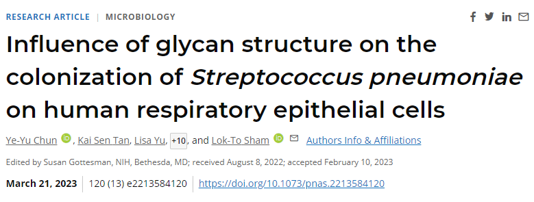 CPS的結構形態和類型在人氣道的附著強度和存活中起著重要作用