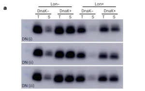 新生蛋白質和隨機產生的蛋白質有什么不同？
