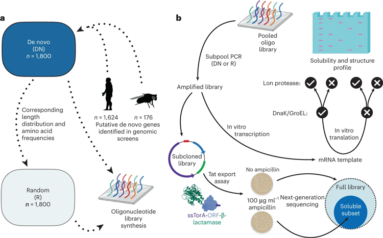 文庫設計，合成和實驗路線