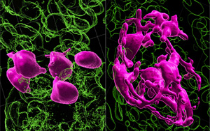 黑發原來是這樣變白的！Nature最新研究發現逆轉白發的關鍵所在