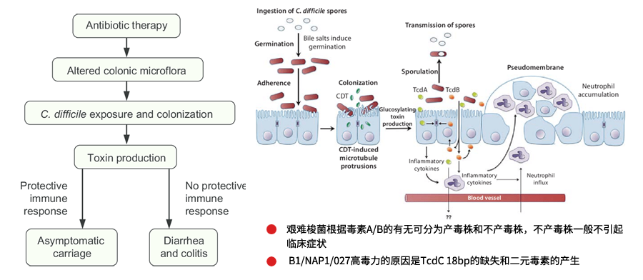 艱難梭菌感染致病機理 艱難梭菌感染致病機理