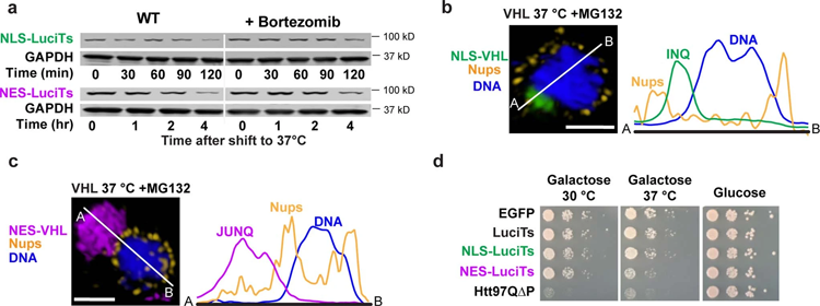 在不同類型的壓力和不同的客戶端蛋白質之間發生的空間隔離