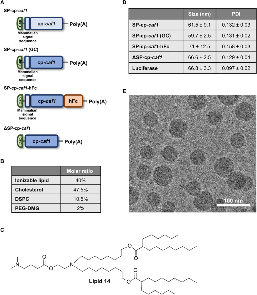 整個研究中使用的mRNA-LNPs制劑的結構設計、物理化學特性以及SP-cp-caf1 mRNA-LNPs引起的免疫反應