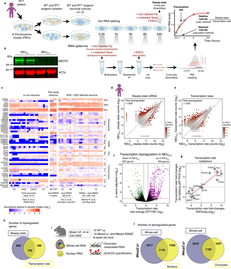 RTT神經元轉錄速率的變化不會自動導致mRNA穩態的改變 RTT神經元轉錄速率的變化不會自動導致mRNA穩態的改變
