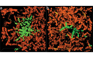 多細胞生命起源之旅:實驗室中單細胞群向多細胞的長期實驗進化