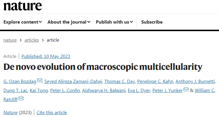 研究小組展示了雪花酵母是如何進化成更強壯的多細胞群體