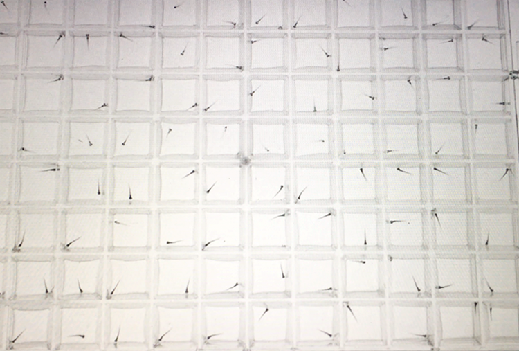 在96孔板中檢測了數千只斑馬魚幼魚 在96孔板中檢測了數千只斑馬魚幼魚