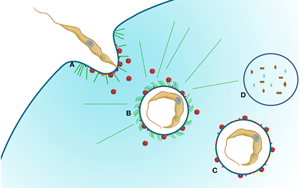 不破不立？Science子刊揭示：遭遇致命打擊時，癌細胞如何“吃自己”求生