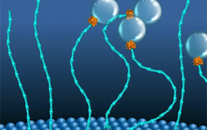 科學家發現了一類新的“分子馬達”