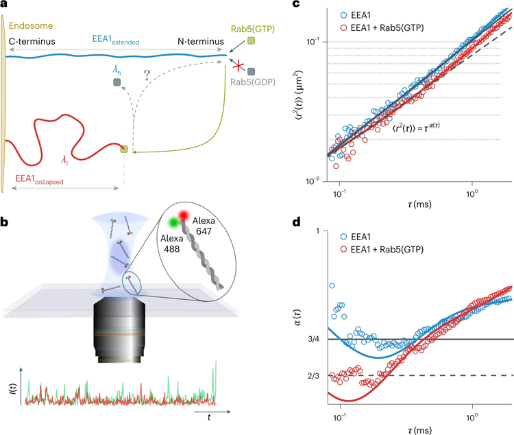 EEA1經歷了依賴Rab5的靈活性轉變，可以使用FCS實驗進行測量
