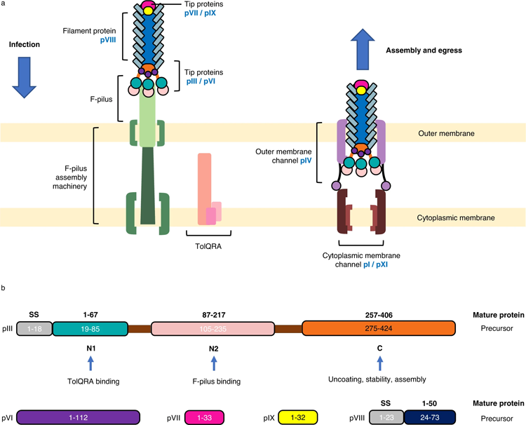 噬菌體感染、排出和包含噬菌體衣殼的蛋白質的示意圖