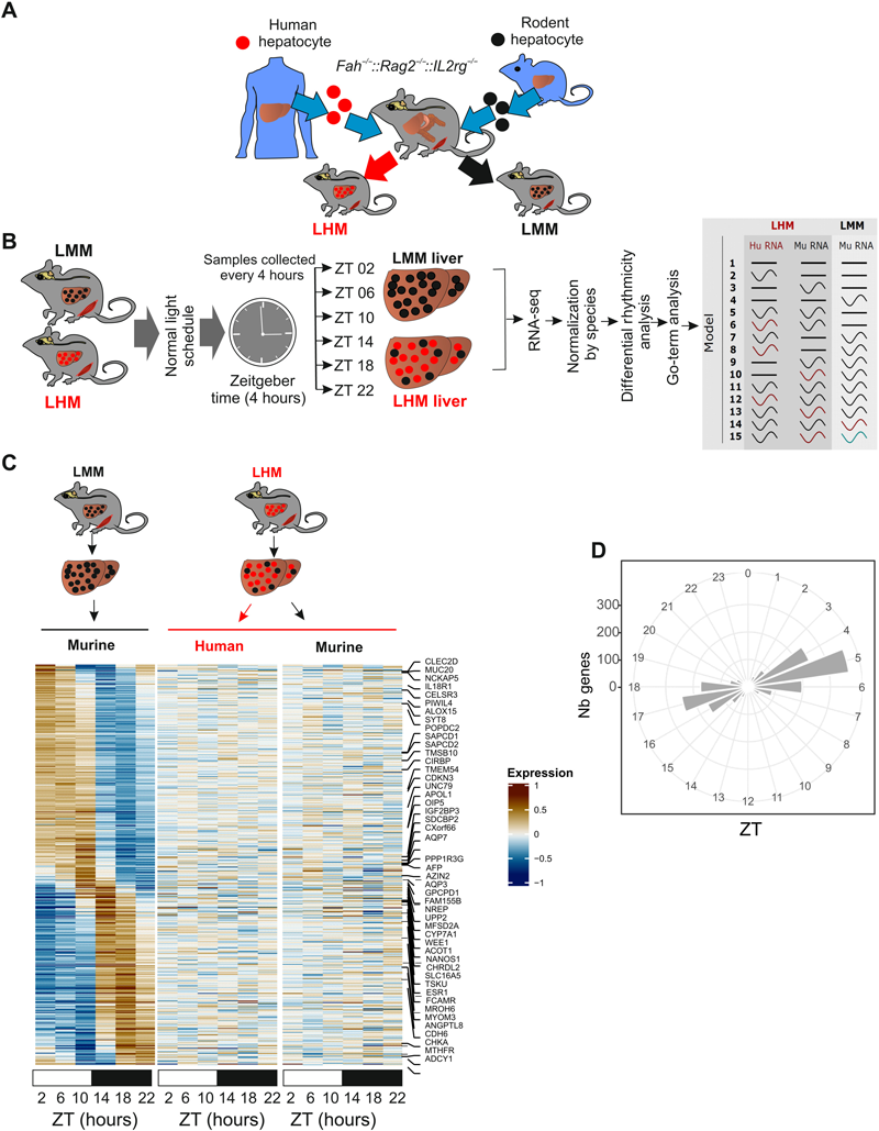 人肝細胞的移植影響肝臟節律性基因的表達 人肝細胞的移植影響肝臟節律性基因的表達