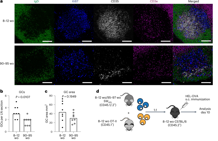 老年小鼠的GC反應及其輸出減弱 老年小鼠的GC反應及其輸出減弱