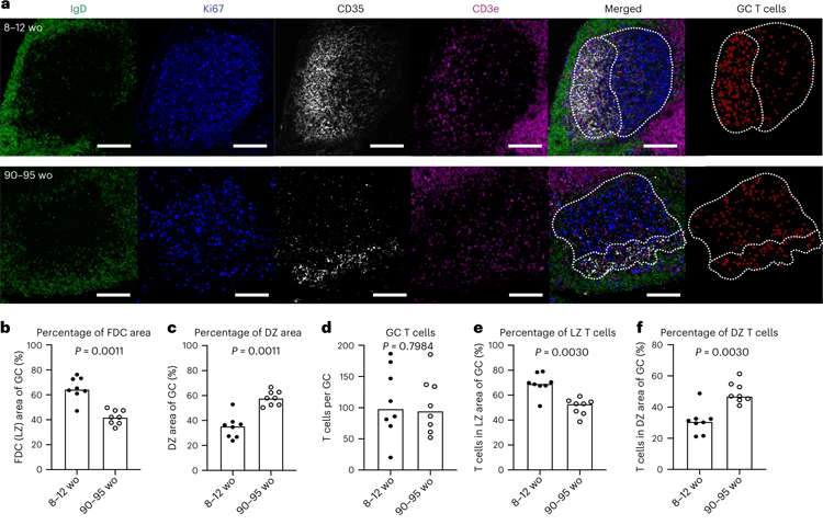 老年小鼠GC的空間組織發生了改變 老年小鼠GC的空間組織發生了改變