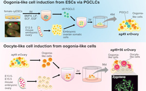 研究人員在實(shí)驗(yàn)室成功地誘導(dǎo)了靈長(zhǎng)類動(dòng)物的卵母細(xì)胞