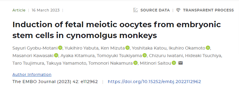 新研究成功地從食蟹猴的胚胎干細胞中誘導了減數分裂(分裂)卵母細胞