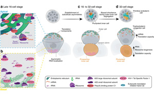 Nature子刊：RNA引導(dǎo)機(jī)制驅(qū)動(dòng)細(xì)胞命運(yùn)