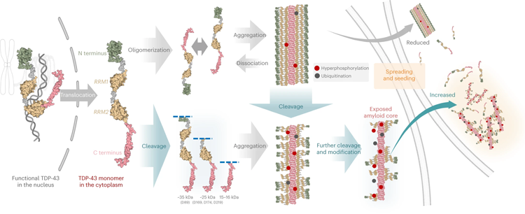 一種形成TDP-43原纖維的機制模型 一種形成TDP-43原纖維的機制模型