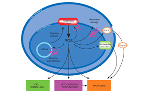 PNAS意外發(fā)現(xiàn)線粒體的更多功能：細(xì)胞可塑性