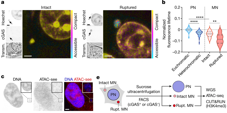 染色質可接觸性在微核中發生改變