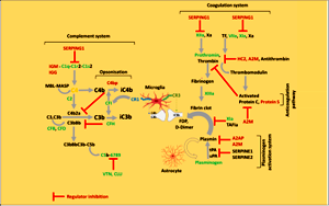 顛覆認(rèn)知！人類緩解重癥新冠肺炎的新靶點(diǎn)，“一不留神”或?qū)⒄T發(fā)精神病