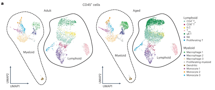 淋巴免疫細胞亞群顯示IL-17A/F相關信號傳導增加