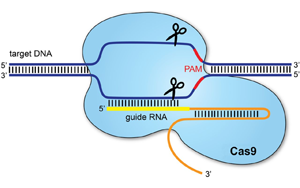 PNAS：基于CRISPR/cas9的基因驅動可以抑制農業害蟲