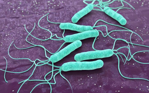 毫無下限！“網(wǎng)紅菌”幽門螺桿菌新“罪證”再曝光！竟能削弱腫瘤免疫治療