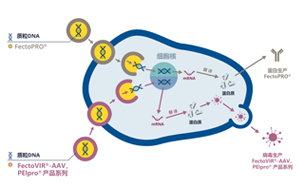 GMP級轉染試劑，為您提供高產量的病毒、蛋白類工業生產用轉染試劑