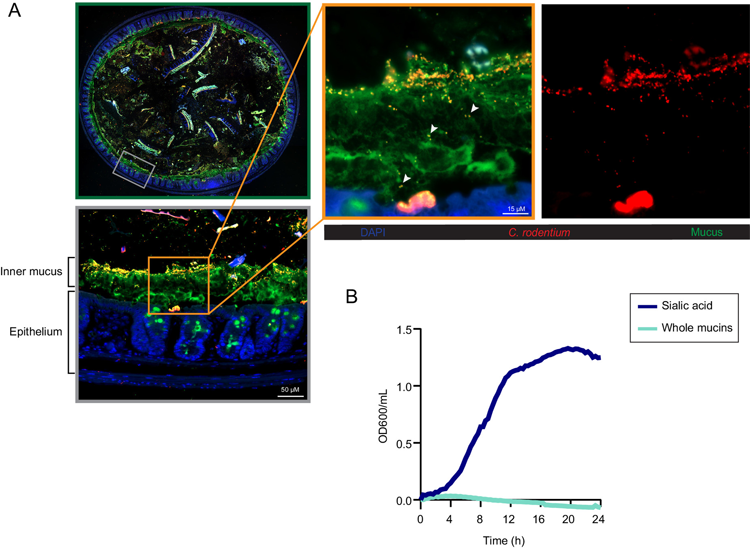 檸檬酸桿菌存在于結腸粘液中并分解代謝唾液酸
