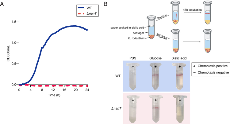 NanT是大多數革蘭氏陰性菌中主要的唾液酸轉運蛋白