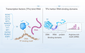 “瑞士軍刀”轉錄因子不僅能結合DNA和蛋白質，還能結合RNA