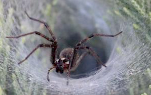 救人“蛛”“心”！研究揭示：蜘蛛致命毒液或可治療心血管疾病，全球“頭號殺手”有了“勁敵”