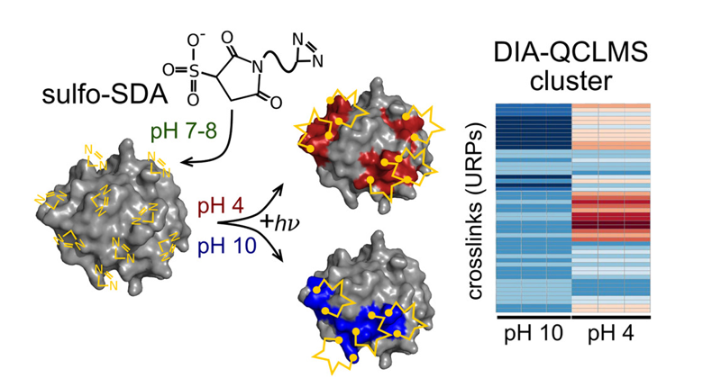 蛋白質之間的連接