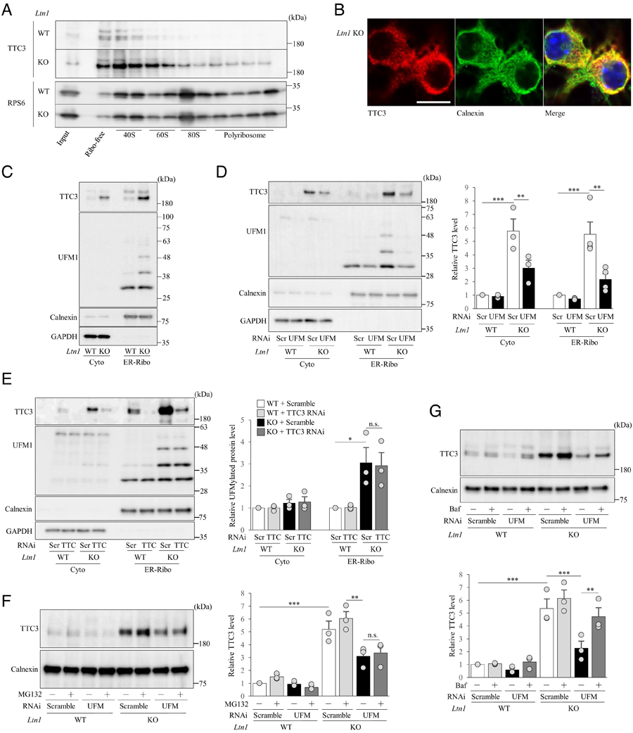 TTC3蛋白在Ltn1 KO神經元的40S亞單位中積累