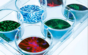 有木有增加蛋白表達量的轉染試劑？ ——試試Seebio?小西家的陽離子聚合物PEI