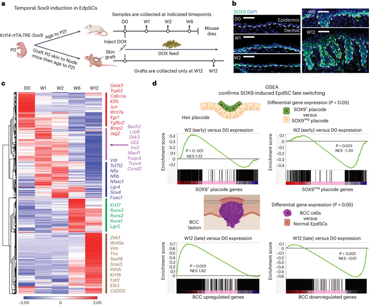 持續的SOX9再激活使表皮沉默，同時激活毛囊，隨后導致BCC死亡