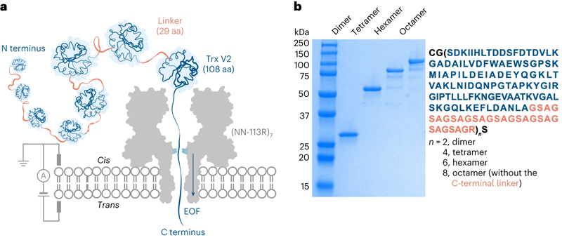 Trx連接子多聯體經電滲驅動易位穿過蛋白質納米孔