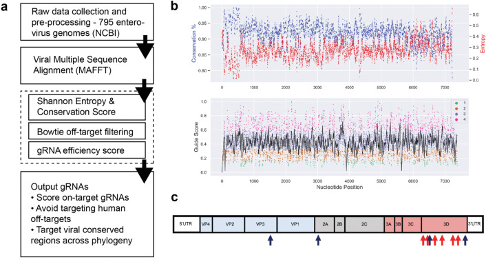 CRISPR-CasRx-gRNA設計策略在細胞中產生具有強效和特異性抗病毒活性的gRNA
