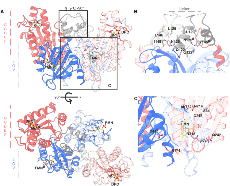 MsLadC二聚體在其暗適應狀態(tài)下的晶體結構