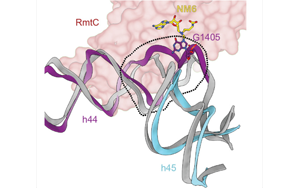 PNAS：活性酶的圖像揭示了耐抗生素細菌的秘密