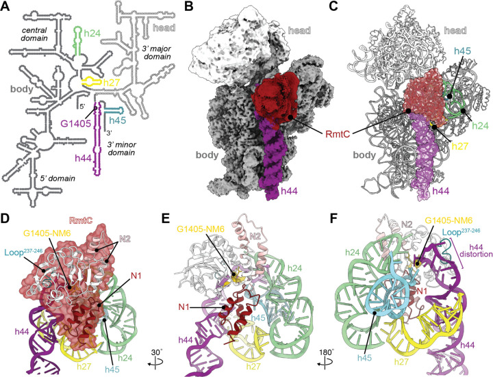 RmtC與保護性16S rRNA三維表面結合。