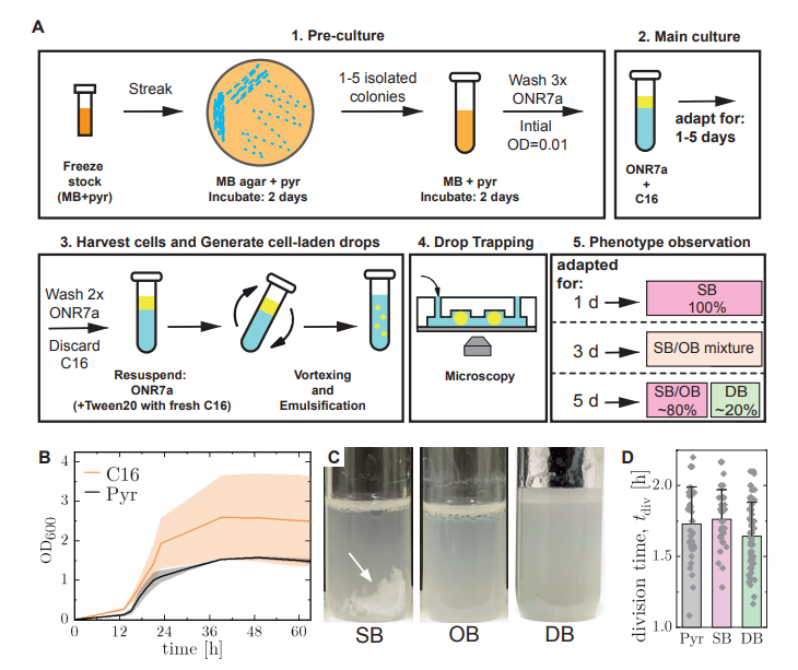 描述表型鑒定的培養方法示意圖