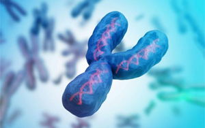 最后一塊拼圖，人類Y染色體的完整序列首次公布