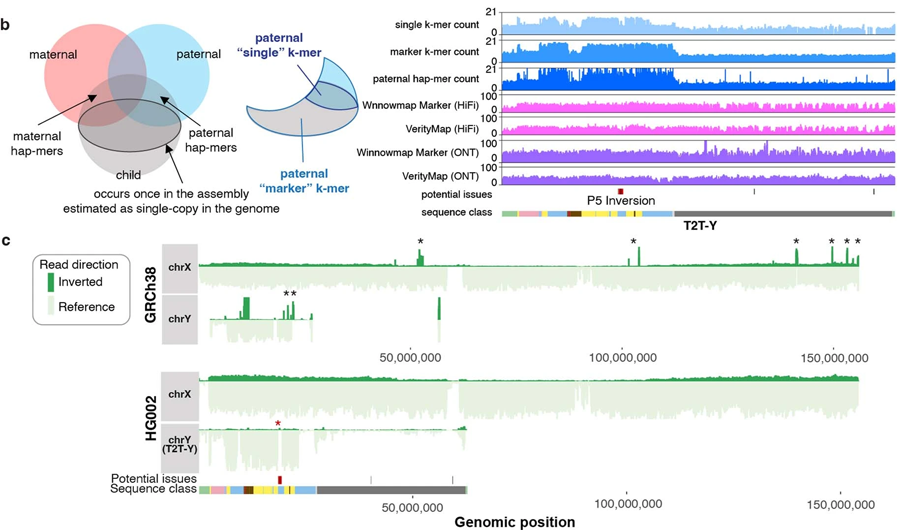 Y染色體的基因組區域終于被完全測序