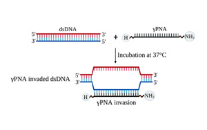 NAR：新的基因編輯技術為精確治療提供了途徑