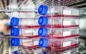 5分鐘“get”生物制藥中細胞培養的關鍵要點